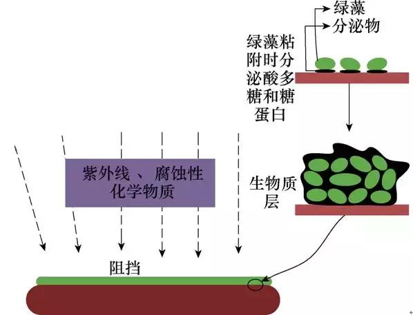 綠藻對電網復合絕緣子有何影響？華南理工大學發布研究成果